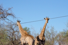 2015 - Südafrika Urlaub - 0339