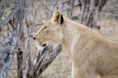 2015 - Südafrika Urlaub - 0764